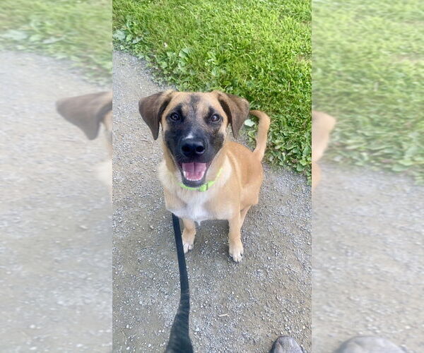 Medium Photo #25 Black Mouth Cur-Unknown Mix Puppy For Sale in Brewster, NY, USA