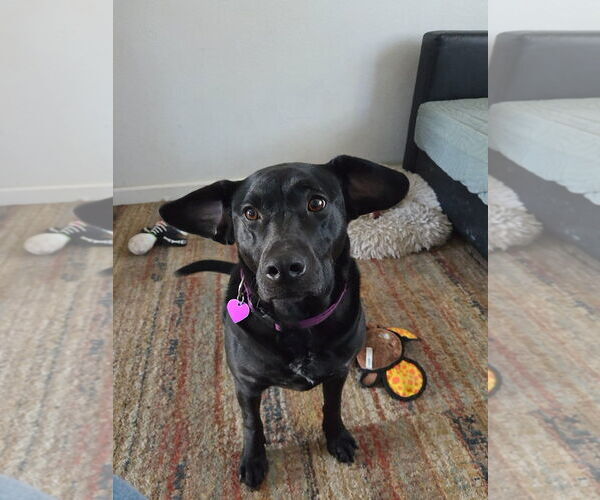 Medium Photo #4 Labrador Retriever-Unknown Mix Puppy For Sale in Aurora, CO, USA