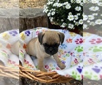 Puppy mattie Puggle