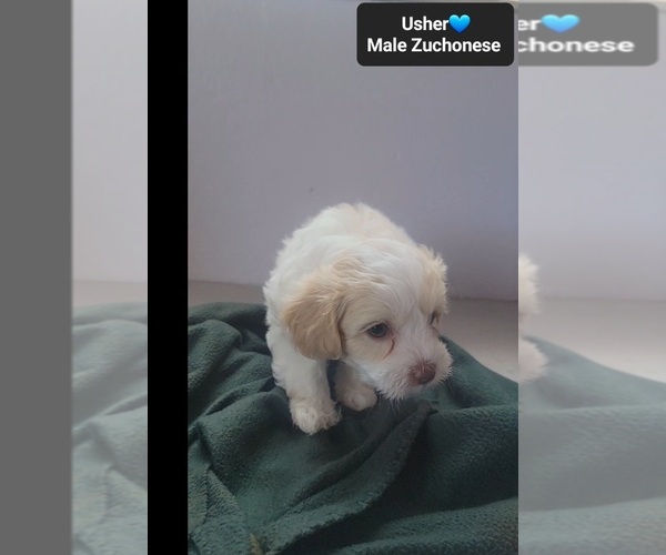 Medium Photo #2 Havanese-Zuchon Mix Puppy For Sale in TUCSON, AZ, USA