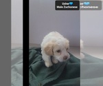 Small #1 Havanese-Zuchon Mix