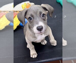 Labrador Retriever-Unknown Mix Dogs for adoption in Jefferson, NJ, USA