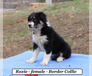 Border Collie Puppy for sale in CLARKRANGE, TN, USA
