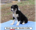 Image preview for Ad Listing. Nickname: Roxie