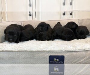 Labrador Retriever Litter for sale in HIGH POINT, NC, USA