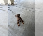 Small #1 Doberman Pinscher