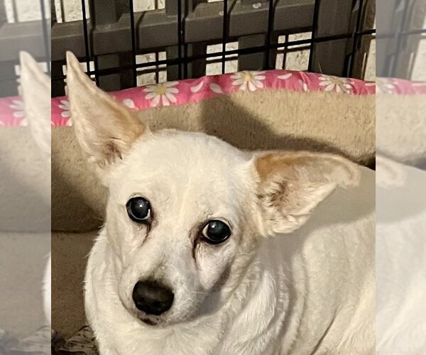 Medium Photo #1 Mutt Puppy For Sale in Colton, CA, USA