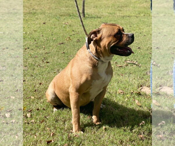 Medium Photo #4 Bulldog-Unknown Mix Puppy For Sale in Rockaway, NJ, USA