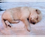 Small Photo #13 Goldendoodle-Siberian Husky Mix Puppy For Sale in DOUGLASVILLE, GA, USA