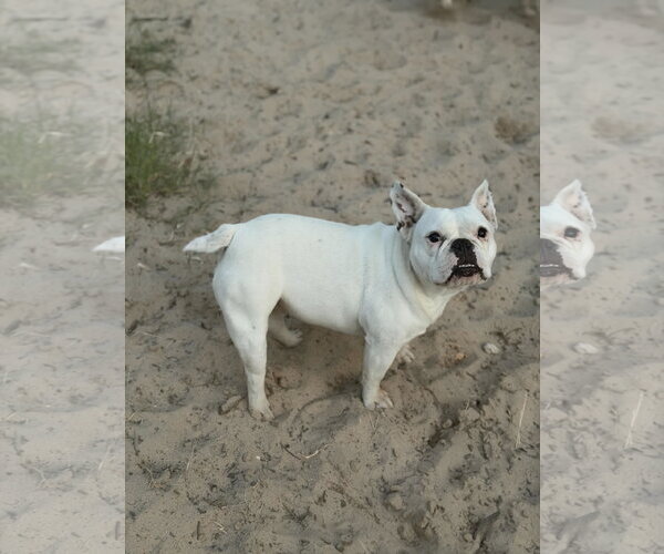 Medium Photo #3 French Bulldog-Unknown Mix Puppy For Sale in PIPE CREEK, TX, USA