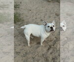 Small #2 French Bulldog Mix