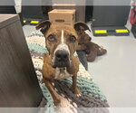 Small #1 Boxer Mix