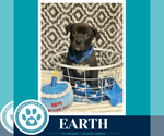 Small #1 Labrador Retriever Mix