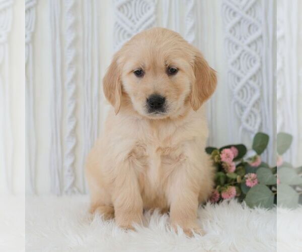 Medium Photo #4 Golden Retriever Puppy For Sale in NEWPORT, PA, USA