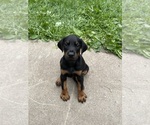 Small Doberman Pinscher