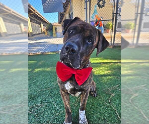 Medium Photo #1 Mutt Puppy For Sale in Downey, CA, USA