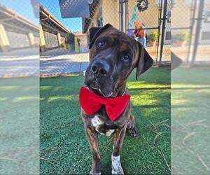 Mutt Dogs for adoption in Downey, CA, USA