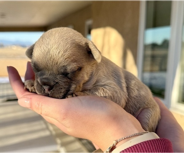Medium Photo #2 French Bulldog Puppy For Sale in PUEBLO, CO, USA