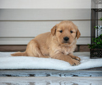 Puppy Sparkle Golden Retriever