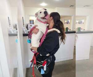 Olive Mini Pittie - Female Mutt Dog for Adoption - Photo #8