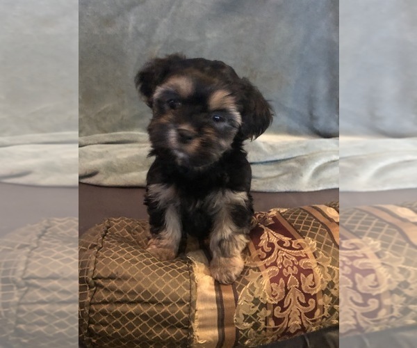 Medium Photo #9 Shorkie Tzu Puppy For Sale in CANTON, TX, USA