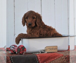 Irish Doodle Puppy for sale in GREENCASTLE, PA, USA