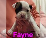 Small Photo #1 French Bulloxer Puppy For Sale in Willcox, AZ, USA