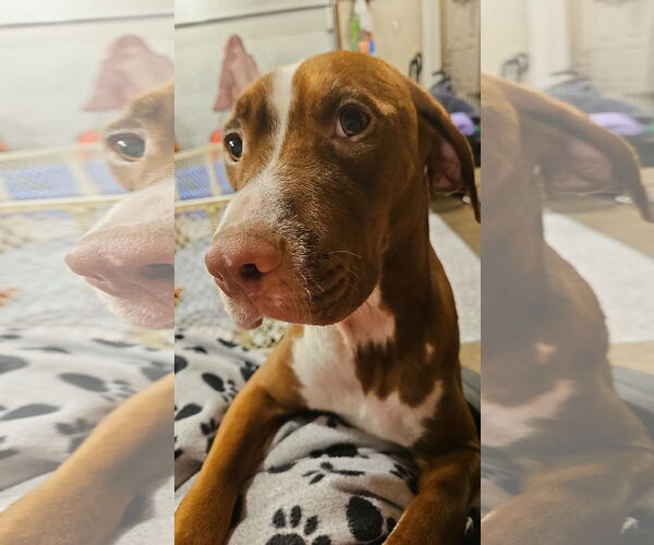 Medium Photo #2 American Pit Bull Terrier-Unknown Mix Puppy For Sale in Duluth, MN, USA