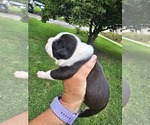 Small Photo #10 American Bully Puppy For Sale in SAINT ALBANS, WV, USA