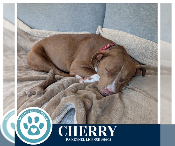 Medium Photo #3 Mutt Puppy For Sale in Kimberton, PA, USA