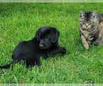 Small #1 Labrador Retriever