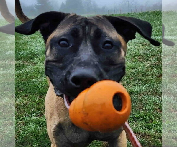 Medium Photo #3 Mastiff-Unknown Mix Puppy For Sale in Catasauqua, PA, USA