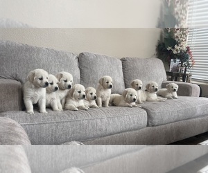 English Cream Golden Retriever Puppy for sale in TRACY, CA, USA