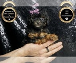 Small #5 Poodle (Miniature)