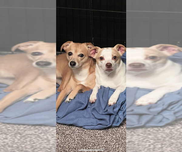 Medium Photo #2 Chihuahua Puppy For Sale in Aurora, IN, USA