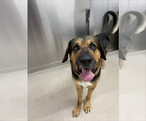 Bloodhound-German Shepherd Dog Mix Dogs for adoption in Fairbanks, AK, USA