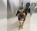 Small Bloodhound-German Shepherd Dog Mix