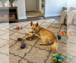 Small #8 Siberian Husky Mix