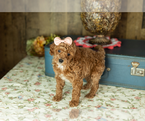 Medium Photo #32 Miniature Labradoodle Puppy For Sale in NAPPANEE, IN, USA