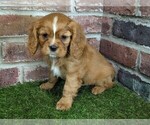 Small #8 Cavalier King Charles Spaniel