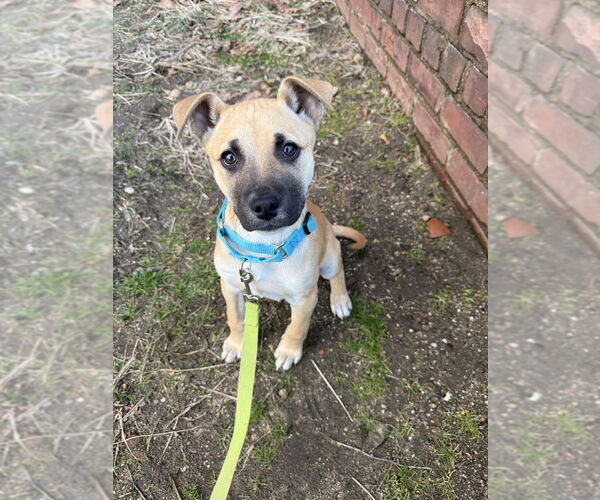 Medium Photo #2 Black Mouth Cur-Labrador Retriever Mix Puppy For Sale in Brewster, NY, USA