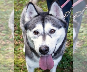 Siberian Husky Dogs for adoption in Gilberts, IL, USA