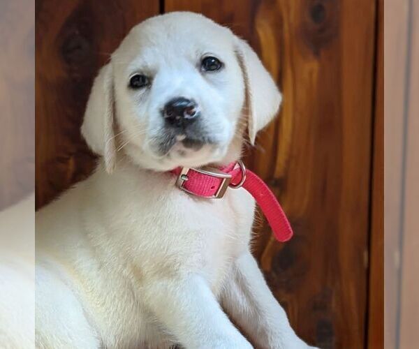 Medium Photo #1 Labrador Retriever Puppy For Sale in LINDEN, TN, USA