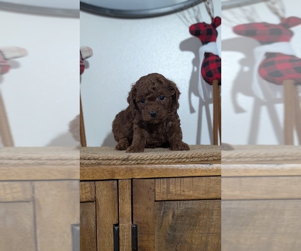Medium Photo #20 Poodle (Miniature) Puppy For Sale in GOSHEN, IN, USA