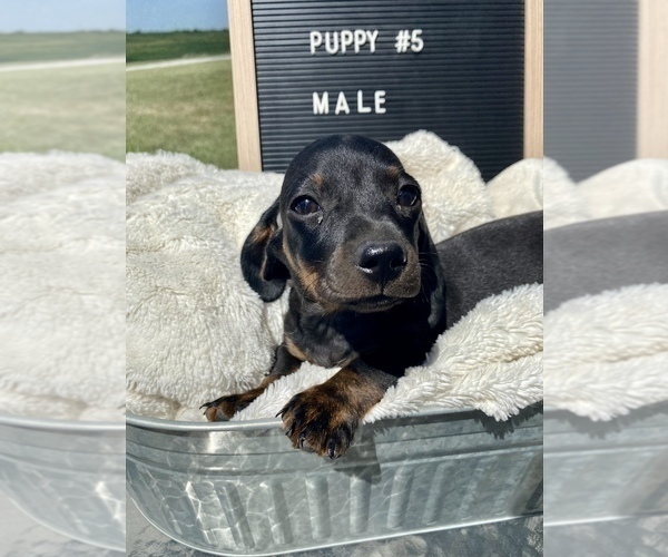 Medium Photo #8 Dachshund Puppy For Sale in CONCORDIA, MO, USA