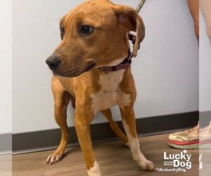 Tinker - Female Labrador Retriever-Unknown Mix Dog for Adoption - Photo #2