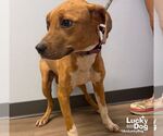 Small #1 Labrador Retriever Mix