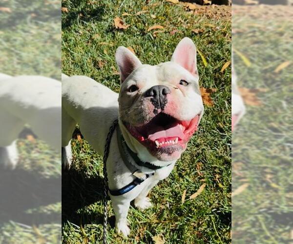 Medium Photo #2 French Bulldog Puppy For Sale in Santa Barbara, CA, USA
