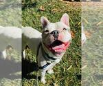 Small #1 French Bulldog