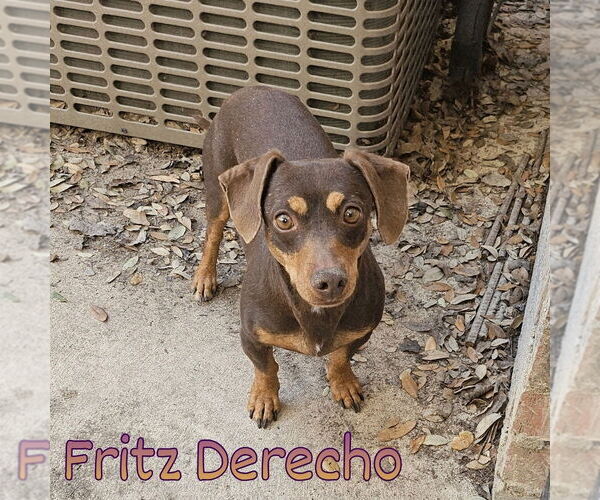 Medium Photo #5 Dachshund Puppy For Sale in San Antonio, TX, USA